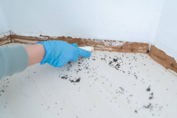 Best Pest Control Near Me  in Newport East, RI
